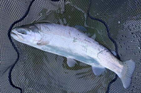 ポカポカの一日 ～天竜川ルアーフライテンカラ専用区～